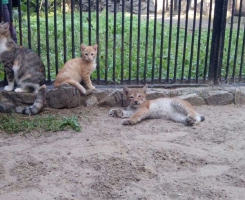 Рысенок с кошкой